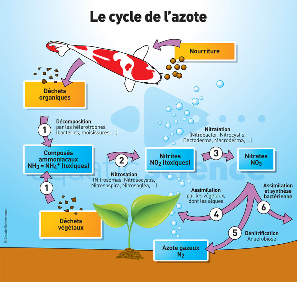 Qu'est-ce que le cycle de l'azote en aquariophilie ? Comment faire ?