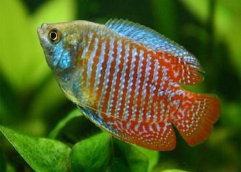 Top 7 des plus beaux poissons d'aquarium d'eau douce - Animal Valley