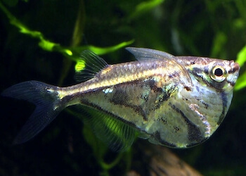 45 espèces de poissons d'aquarium d'eau douce - Guide Aquarium