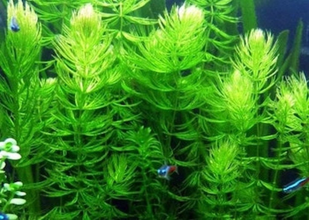 Aquastuce  Limiter les plantes flottantes en aquarium ! 