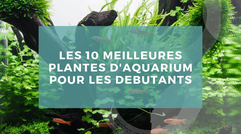 Les 10 meilleures plantes d'aquarium pour les débutants - Guide Aquarium