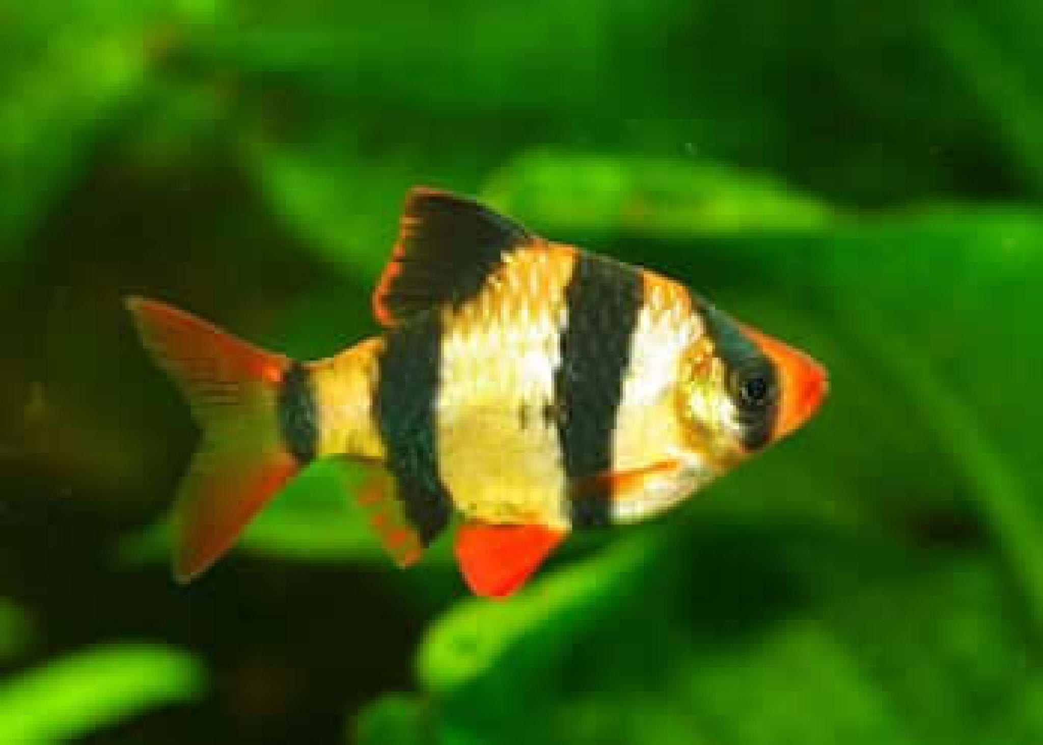 45 espèces de poissons d