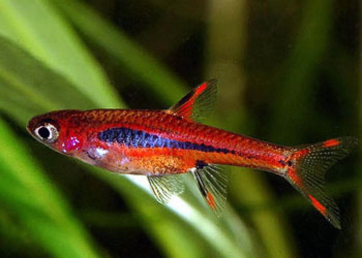 Aquarium 60l population, équipement, le guide complet Guide Aquarium