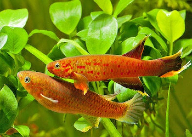 45 espèces de poissons d