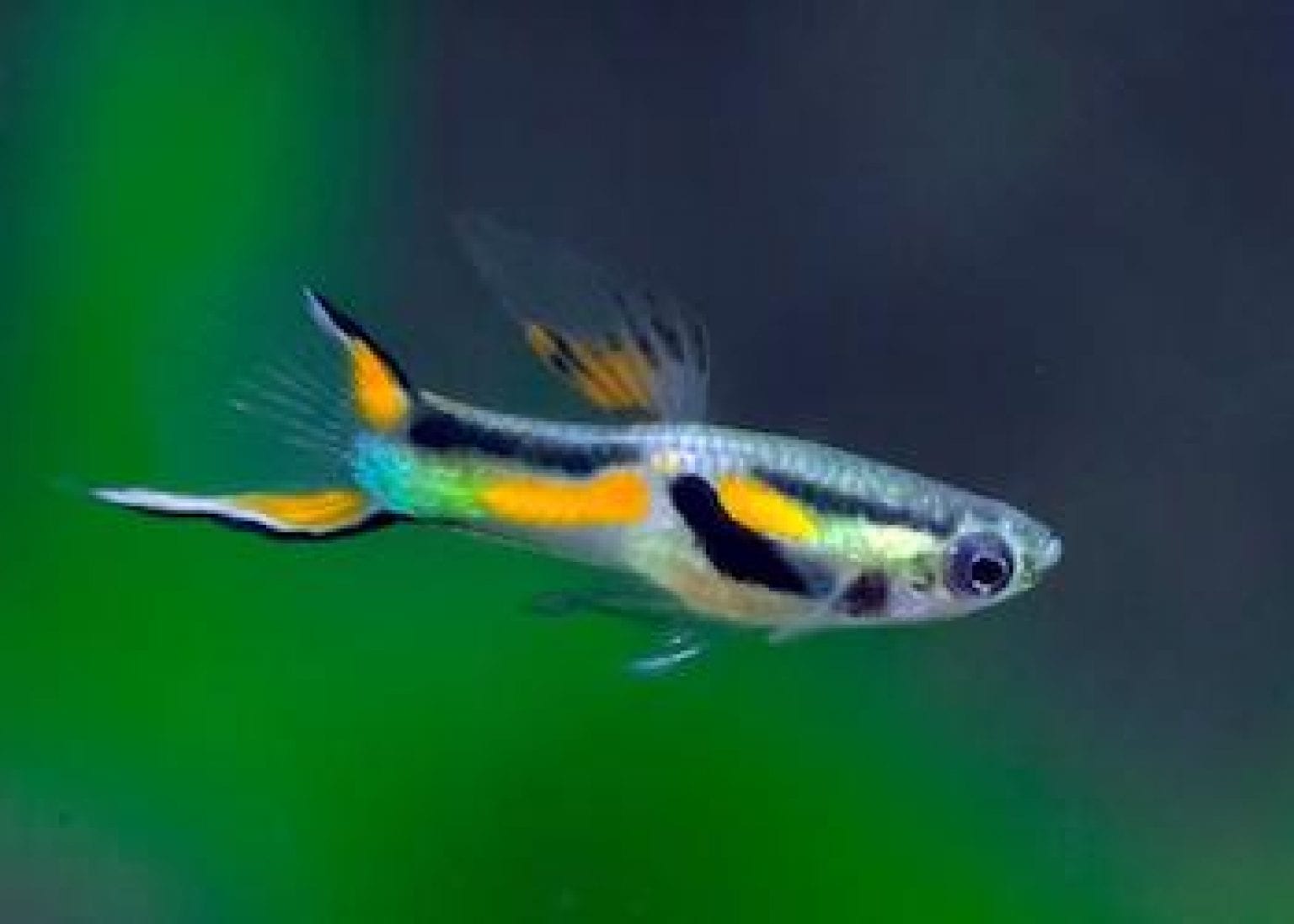 45 espèces de poissons d