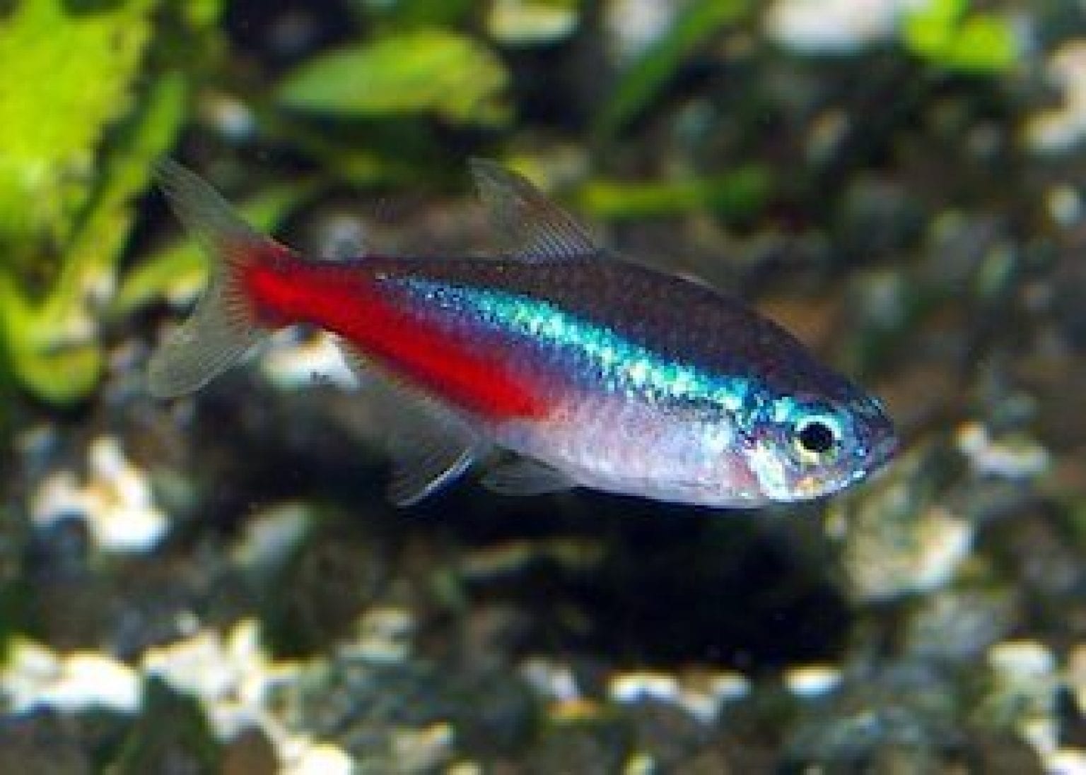 45 espèces de poissons d
