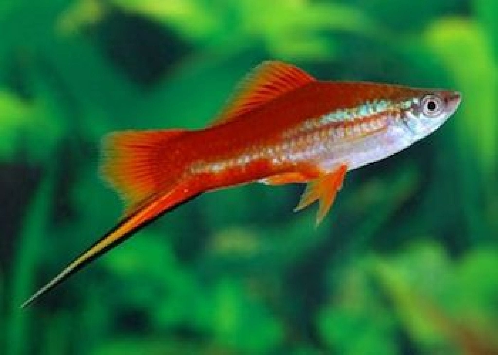 45 espèces de poissons d