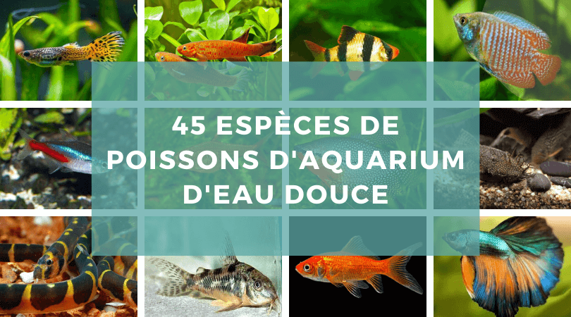 45 espèces de poissons d'aquarium d'eau douce - Guide Aquarium