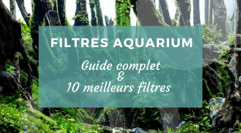 Dans Quel Ordre Mettre Les Filtres Aquariumnull