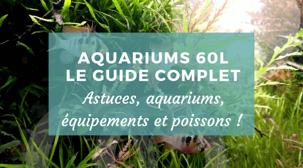 Guide Aquarium - L'aquariophilie à tous les niveaux