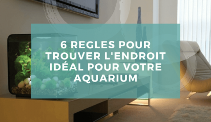 6 règles pour trouver l’endroit idéal pour votre aquarium